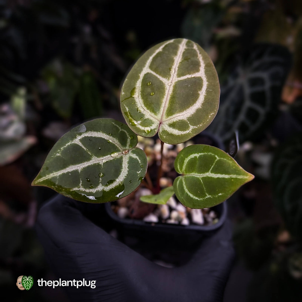 Anthurium ('SKG Silver' x 'Red Crystal') x ('Michelle' f2)