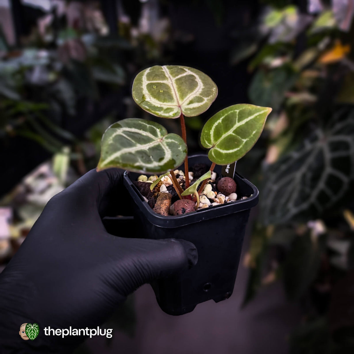 Anthurium ('SKG Silver' x 'Red Crystal') x ('Michelle' f2)