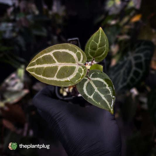 Anthurium ('SKG Silver' x 'Red Crystal') x ('Michelle' f2)