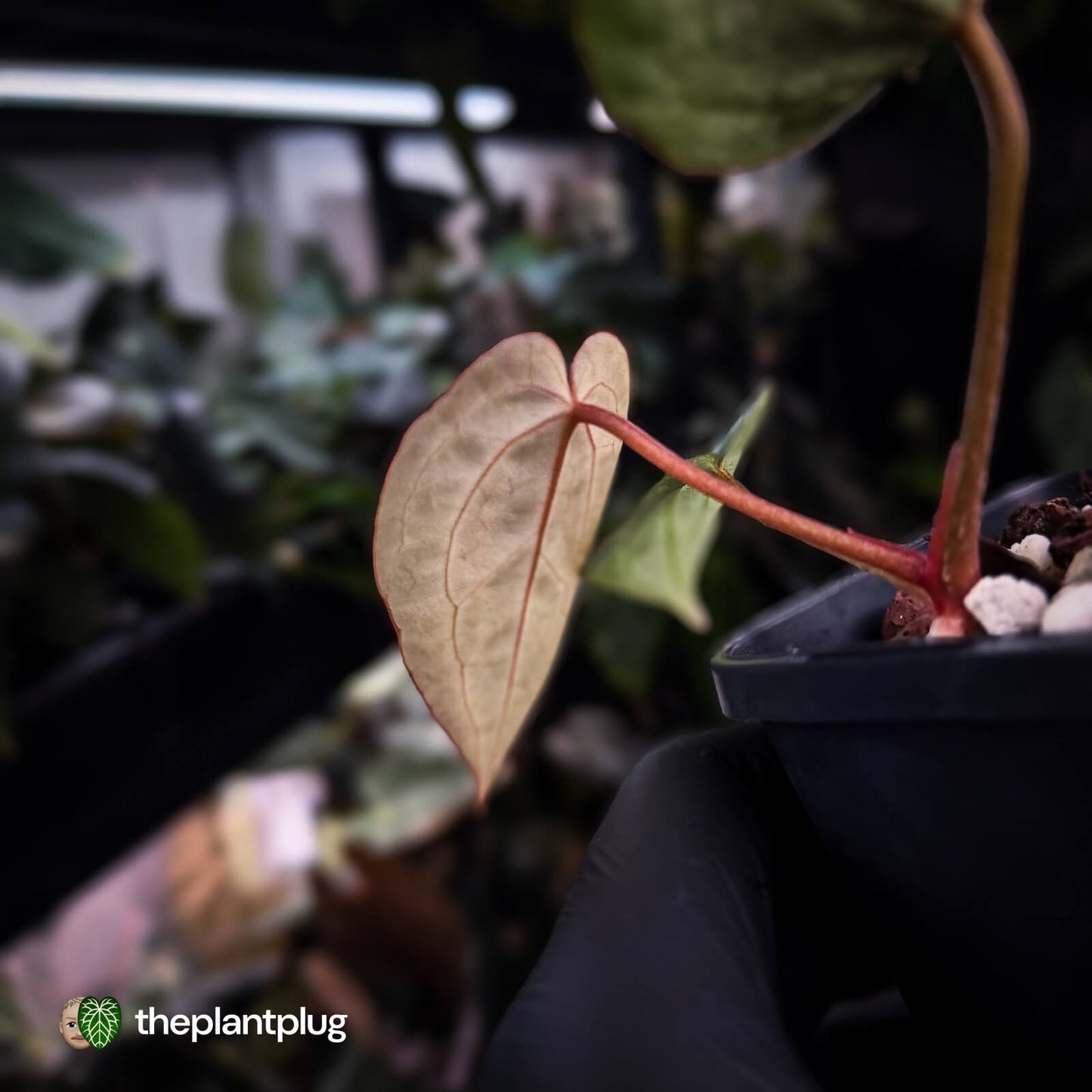 Anthurium 'Heinz' x 'Red Crystal'