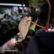 Anthurium 'Heinz' x 'Red Crystal'