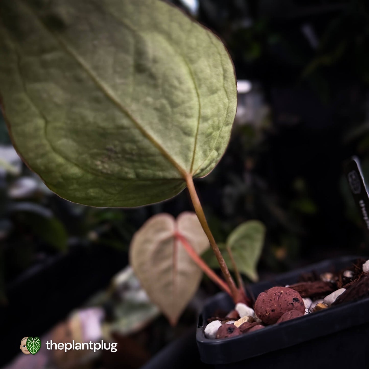 Anthurium 'Heinz' x 'Red Crystal'