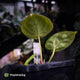 Anthurium #FairyFloss