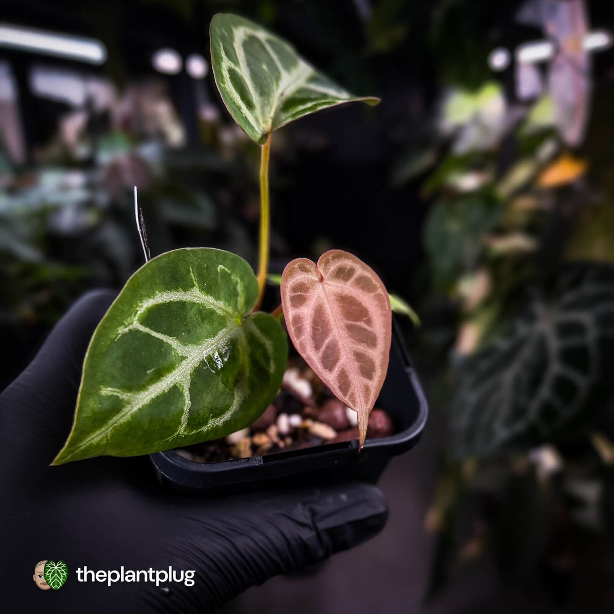 Anthurium #FairyFloss • pink emergents