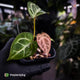 Anthurium #FairyFloss • pink emergents