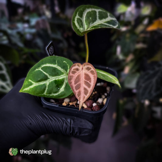 Anthurium #FairyFloss • pink emergents