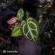 Anthurium #FairyFloss • pink emergents