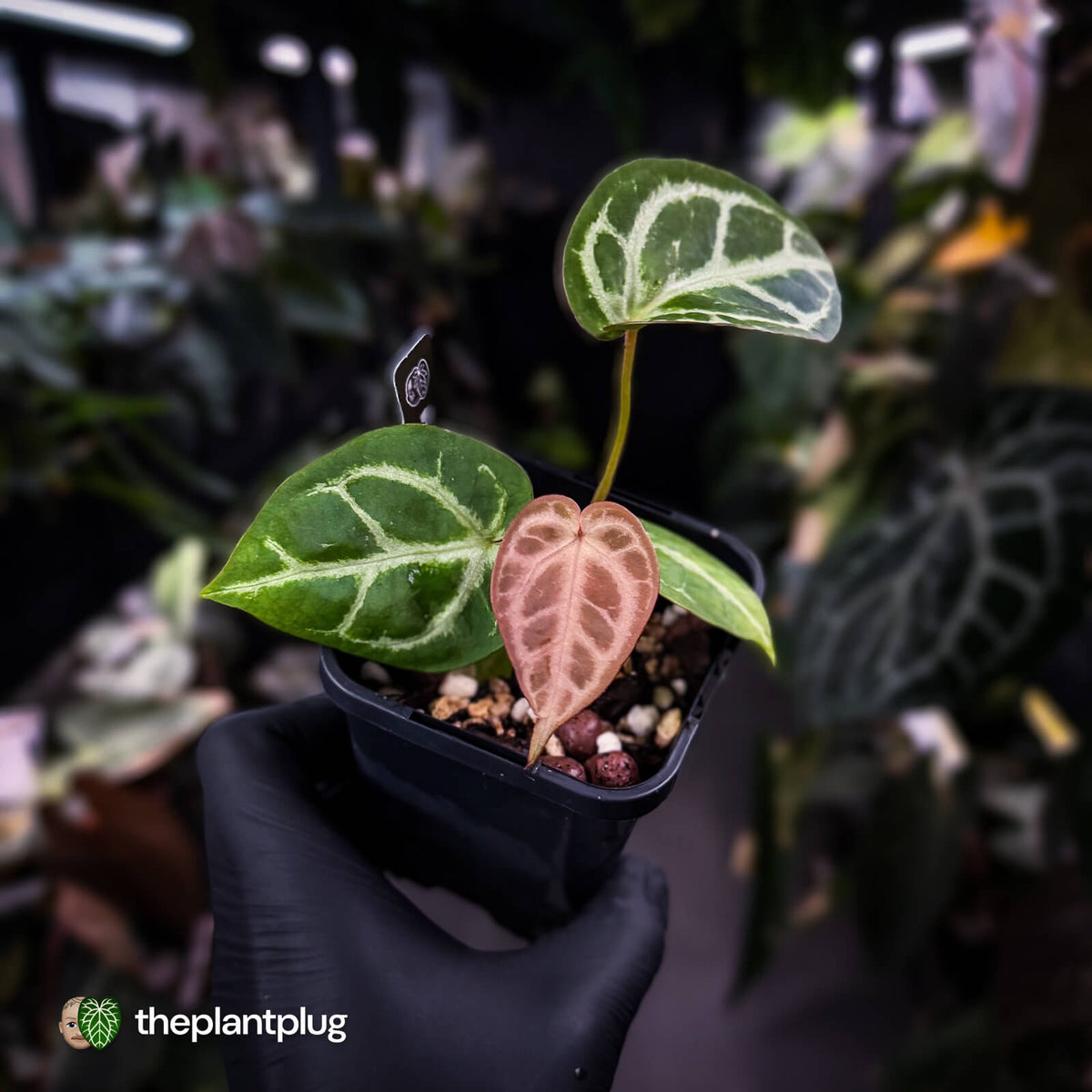 Anthurium #FairyFloss • pink emergents