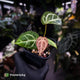 Anthurium #FairyFloss • pink emergents