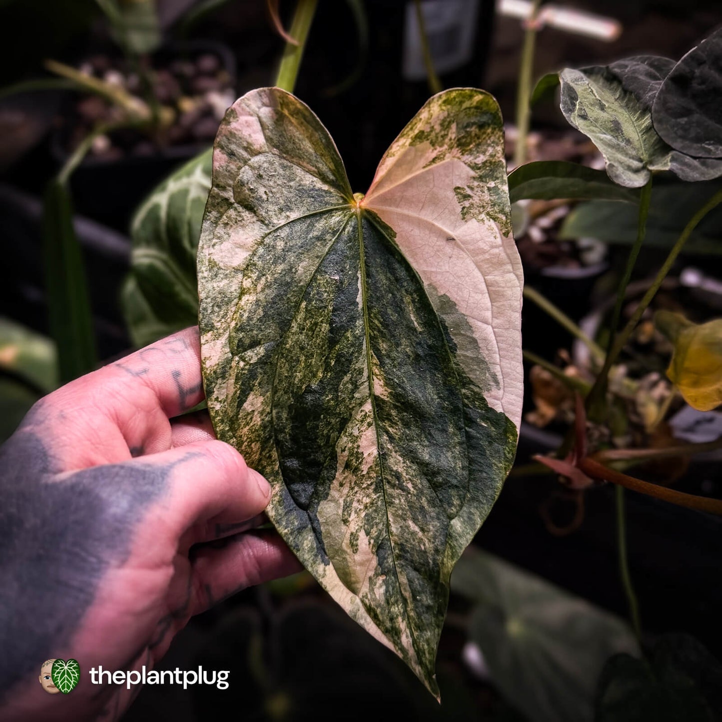 Anthurium pap dress complex hybrid • pink & orange variegated