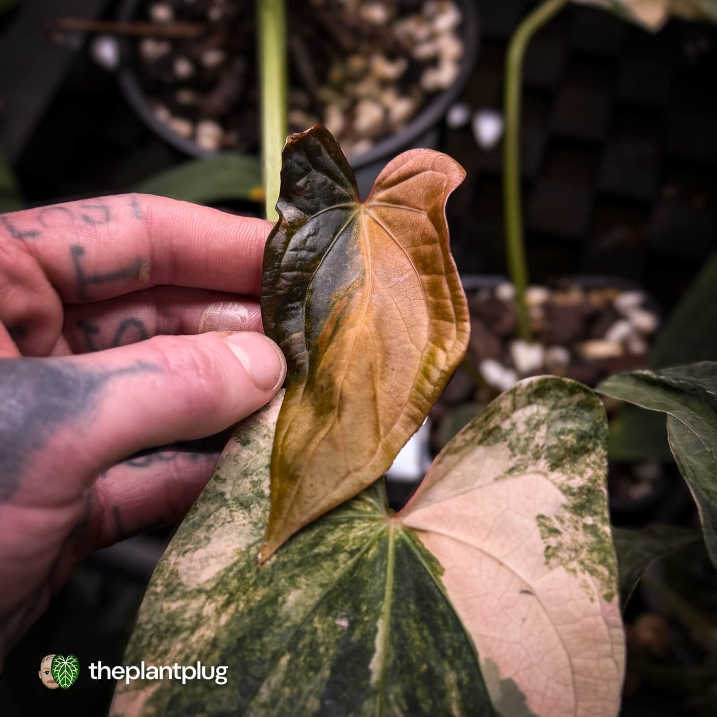 Anthurium pap dress complex hybrid • pink & orange variegated