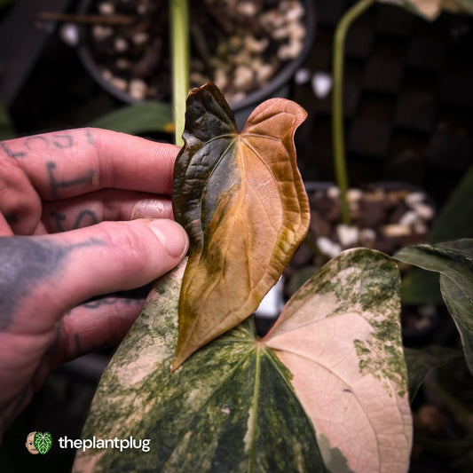 Anthurium pap dress complex hybrid • pink & orange variegated