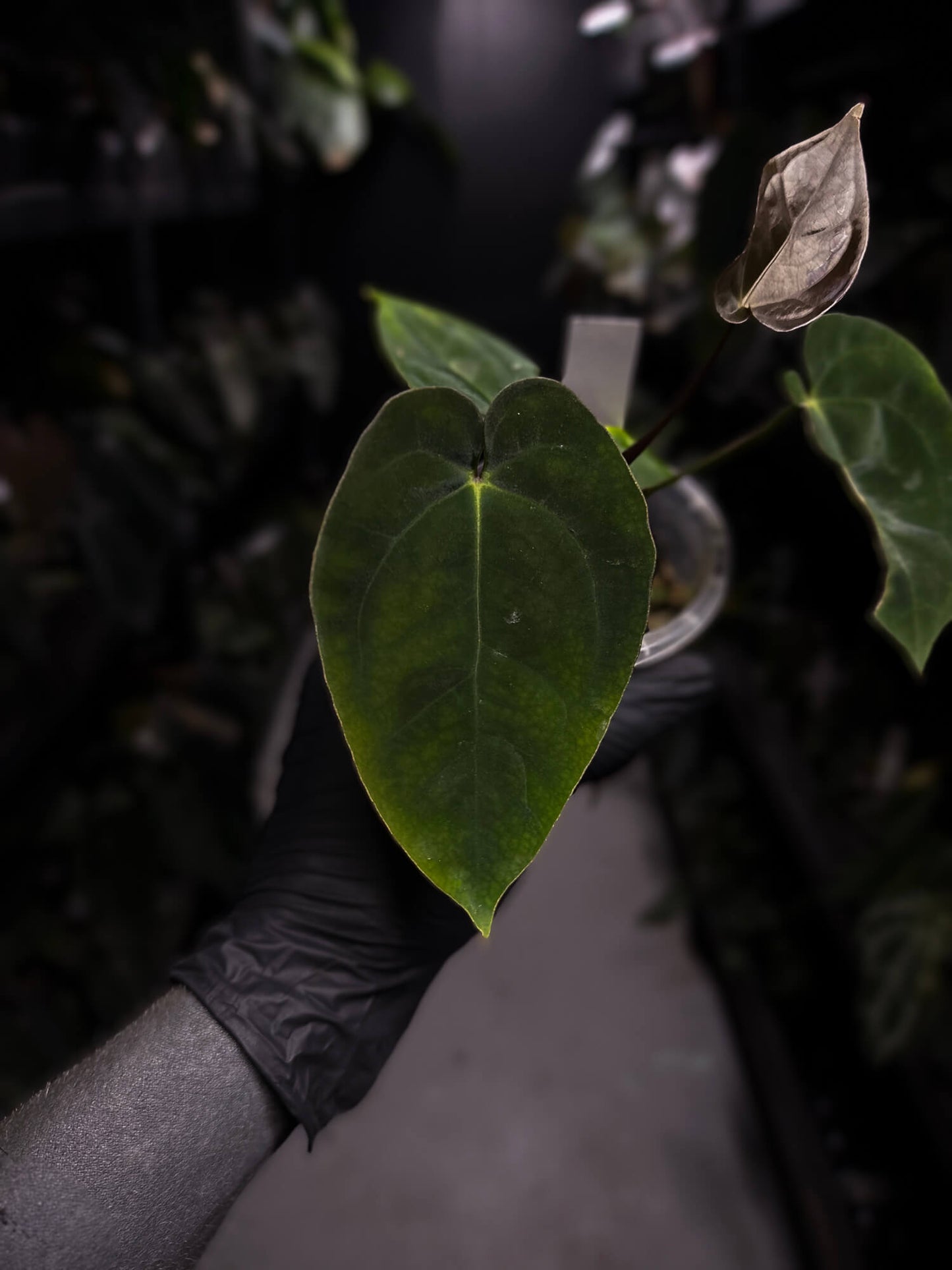Anthurium 'Waddle Noid' x antolakii / 'BVEP' ('Round x RA')