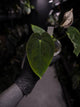 Anthurium 'Waddle Noid' x antolakii / 'BVEP' ('Round x RA')