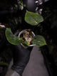 Anthurium 'Waddle Noid' x antolakii / 'BVEP' ('Round x RA')