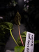 Anthurium 'Waddle Noid' x antolakii / 'BVEP' ('Round x RA')