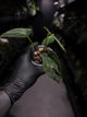 Anthurium papillilaminum 'RA6' x antolakii / 'BVEP' ('Round x RA')