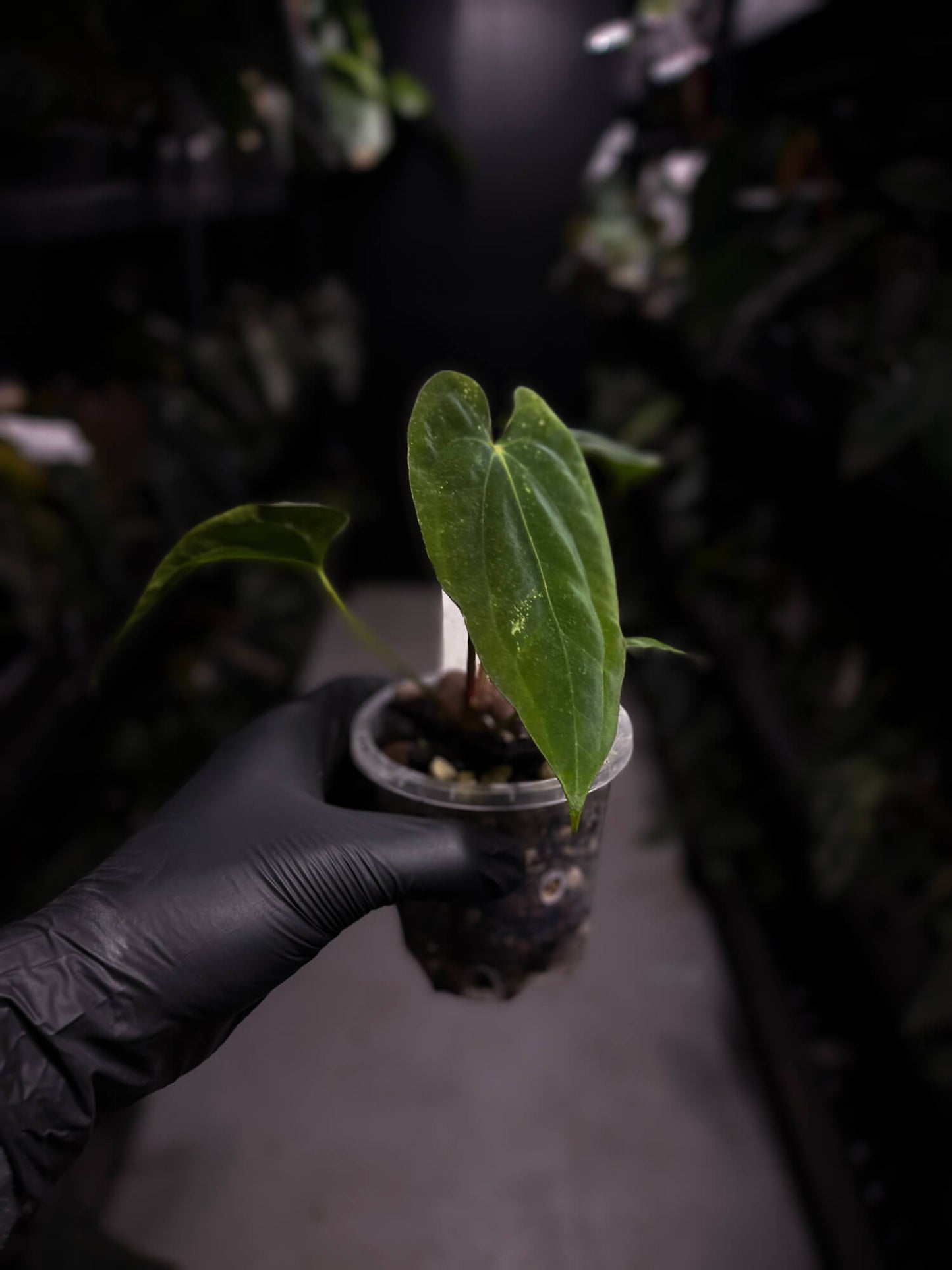 Anthurium papillilaminum 'RA6' x antolakii / 'BVEP' ('Round x RA')