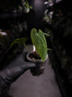 Anthurium papillilaminum 'RA6' x antolakii / 'BVEP' ('Round x RA')