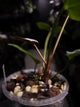 Anthurium papillilaminum 'RA6' x antolakii / 'BVEP' ('Round x RA')