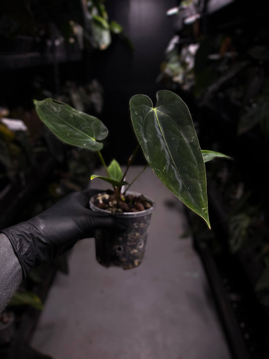 Anthurium papillilaminum 'RA6' x antolakii / 'BVEP' ('Round x RA')