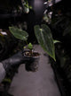 Anthurium papillilaminum 'RA6' x antolakii / 'BVEP' ('Round x RA')