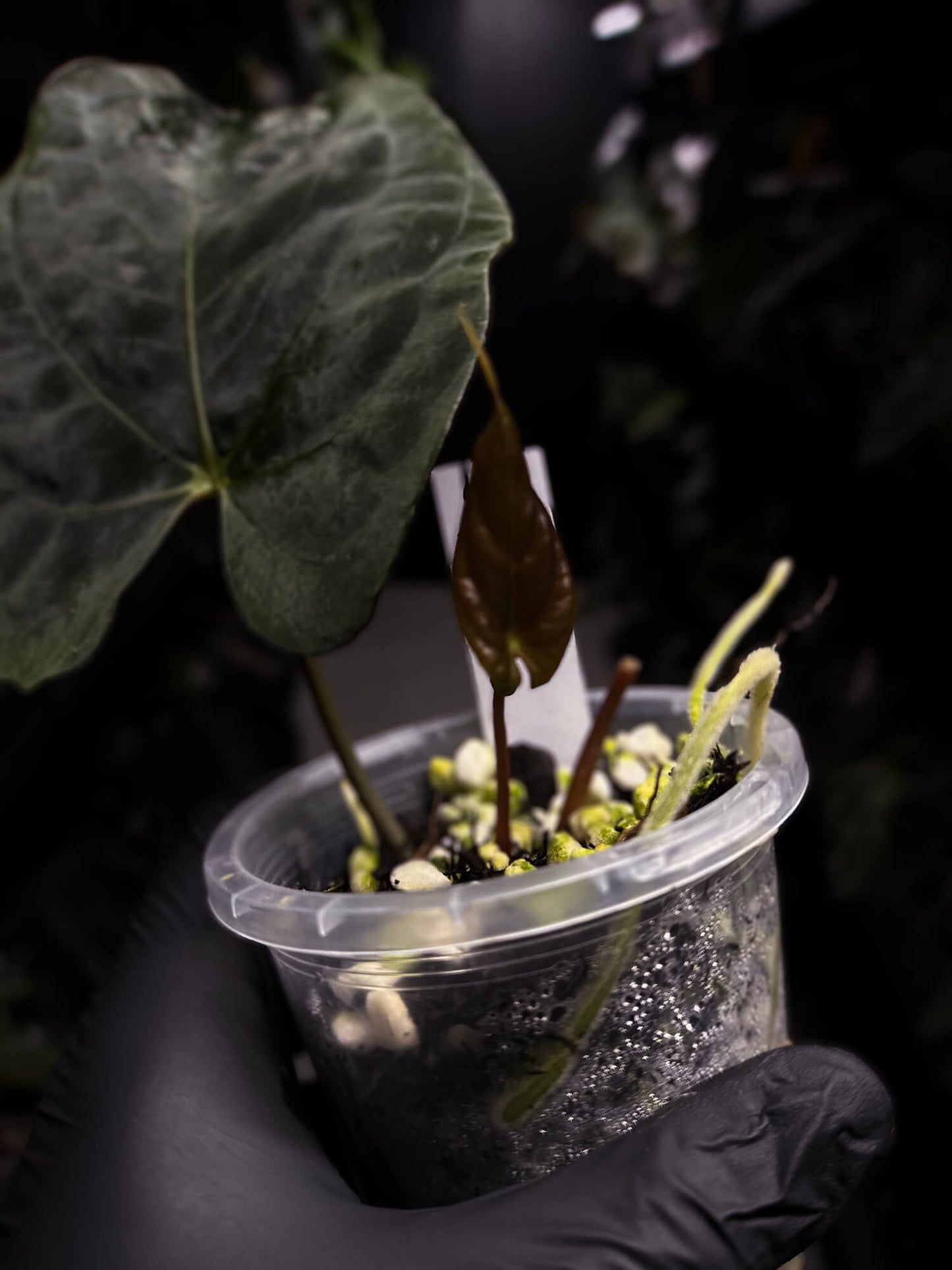 Anthurium papillilaminum • select holdback