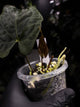 Anthurium papillilaminum • select holdback