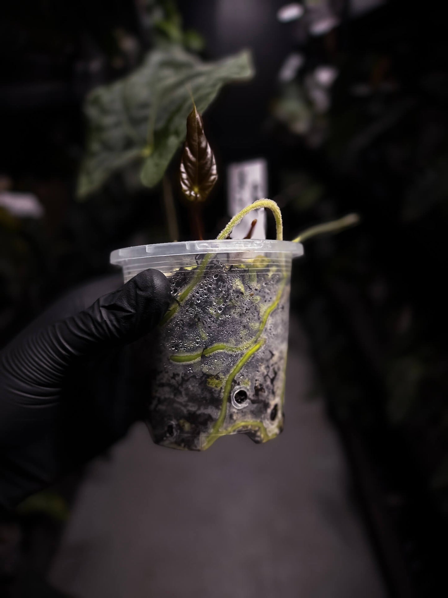 Anthurium papillilaminum • select holdback