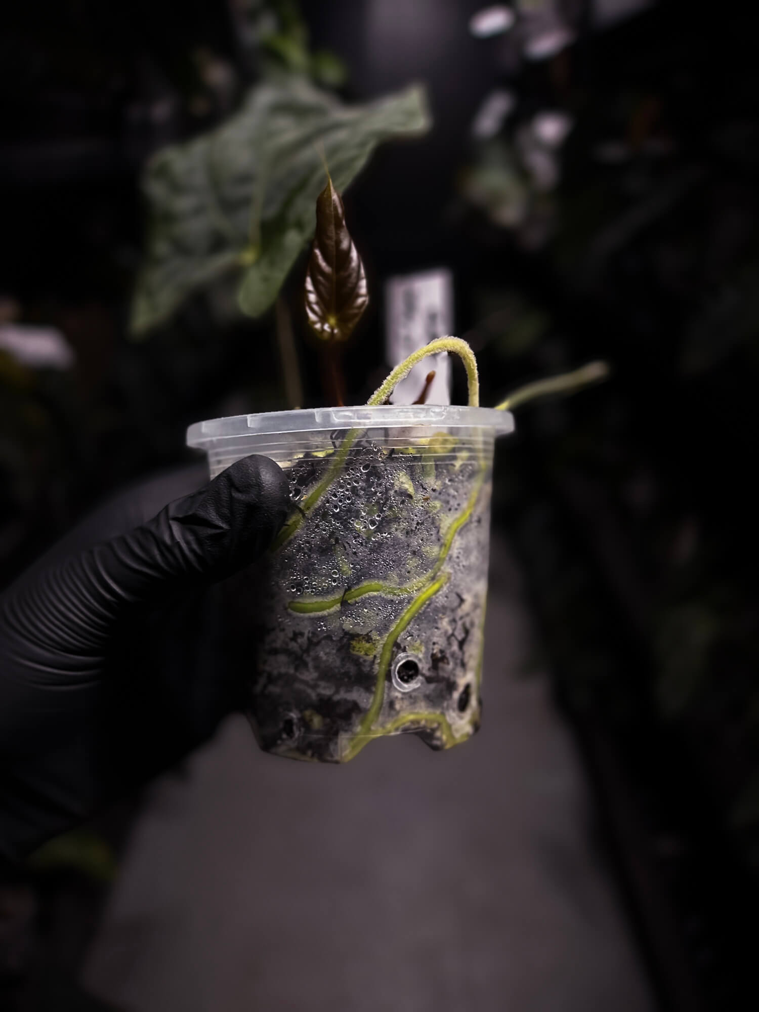 Anthurium papillilaminum • select holdback