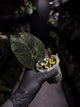 Anthurium papillilaminum • select holdback