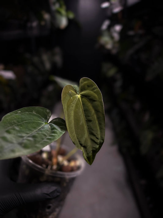 Anthurium papillilaminum 'RA6' x antolakii / 'BVEP' ('Round x RA')