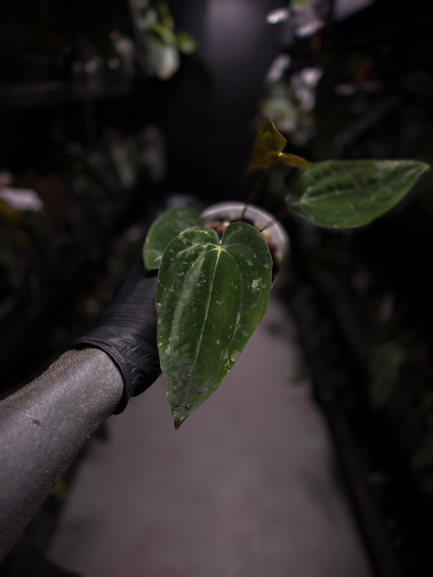 Anthurium papillilaminum 'RA6' x antolakii / 'BVEP' ('Round x RA')