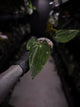 Anthurium papillilaminum 'RA6' x antolakii / 'BVEP' ('Round x RA')
