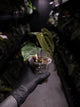 Anthurium papillilaminum 'RA6' x antolakii / 'BVEP' ('Round x RA')