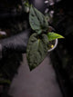 Anthurium (dressleri 'RG' f2 x carlablackiae 'Amanda') x (carlablackiae x antolakii / BVEP)