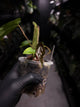 Anthurium MVpap x MVpap • first release
