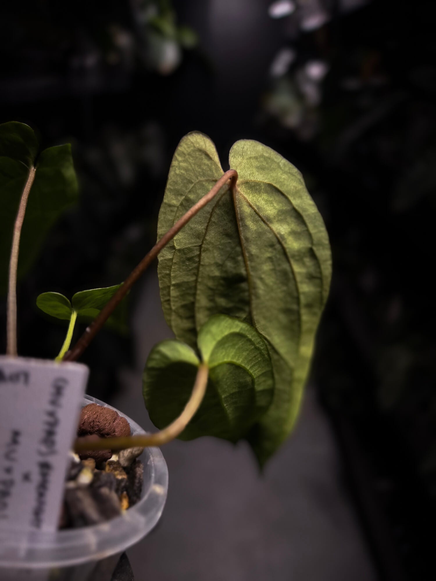 Anthurium MVpap x MVpap • first release