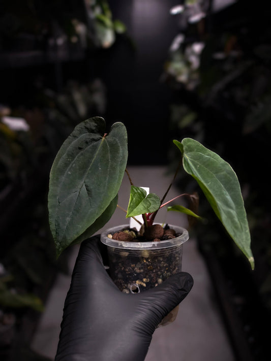 Anthurium MVpap x MVpap • first release