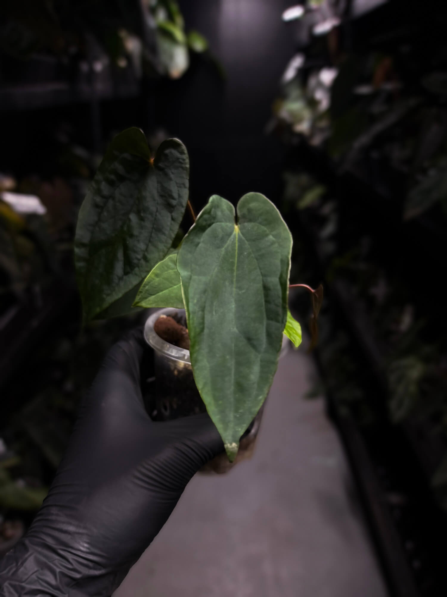 Anthurium MVpap x MVpap • first release