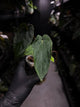 Anthurium MVpap x MVpap • first release