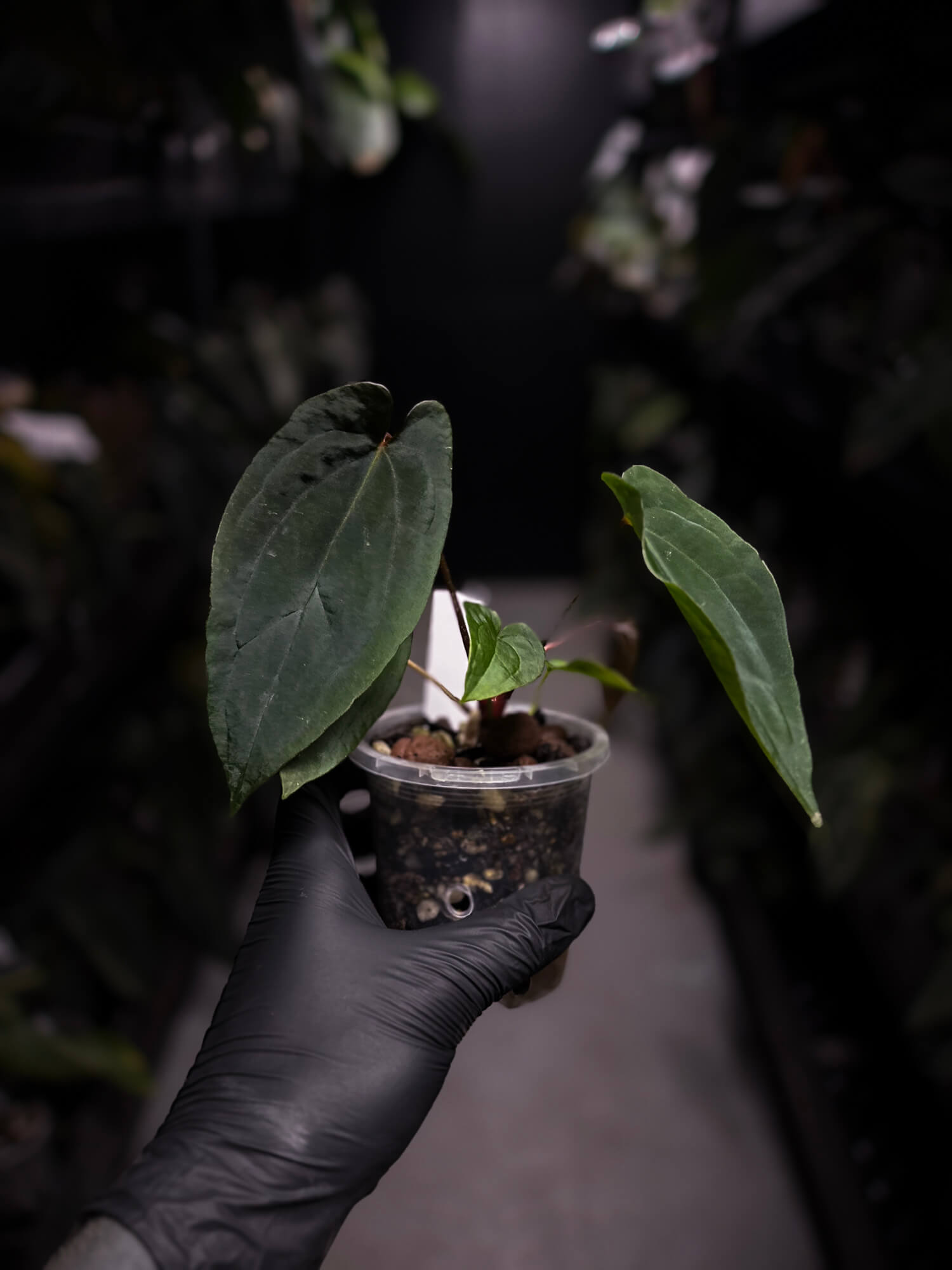 Anthurium MVpap x MVpap • first release