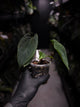 Anthurium MVpap x MVpap • first release