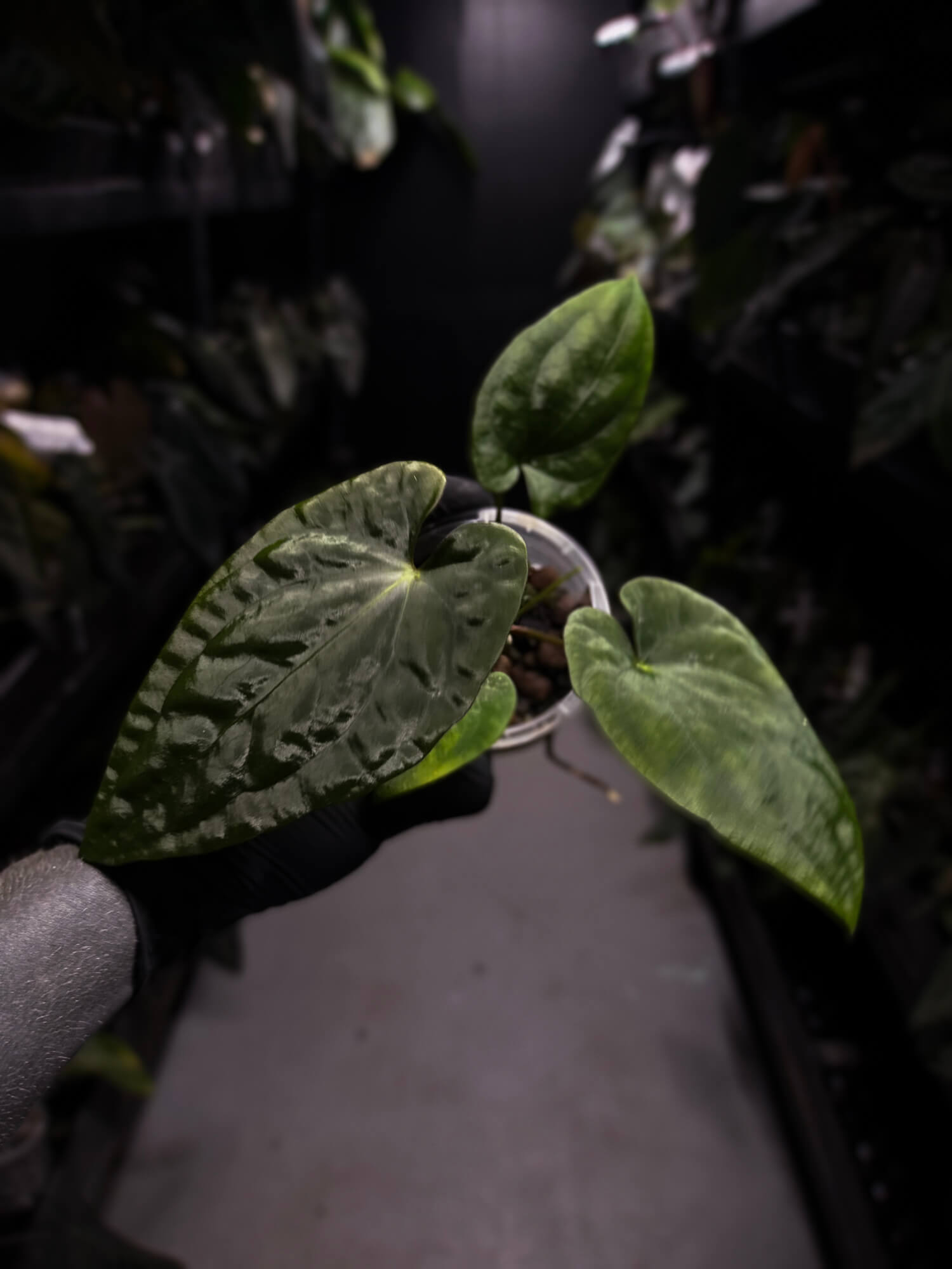 Anthurium antolakii / 'BVEP' x (pap x dress 'JS')