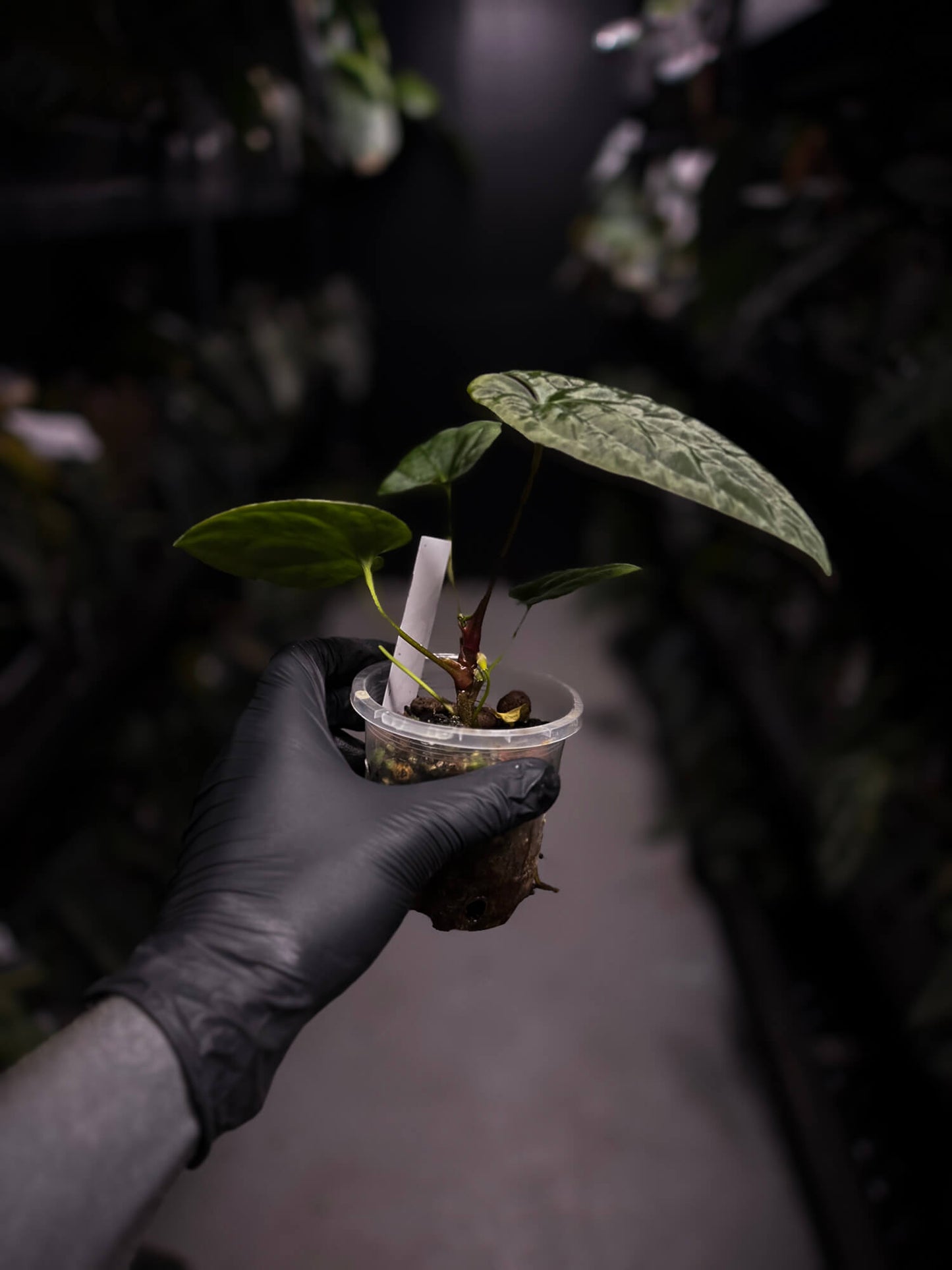 Anthurium antolakii / 'BVEP' x (pap x dress 'JS')