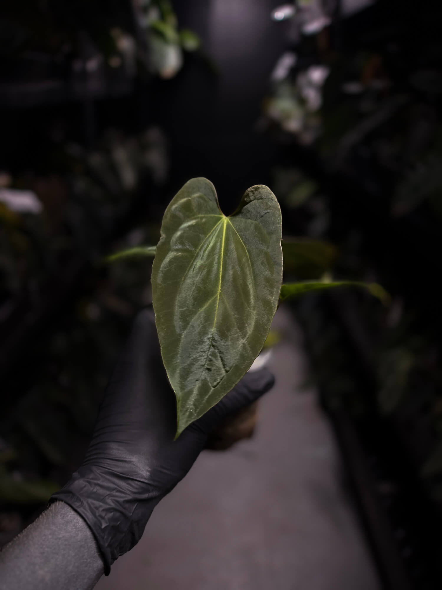 Anthurium antolakii / 'BVEP' x (pap x dress 'JS')