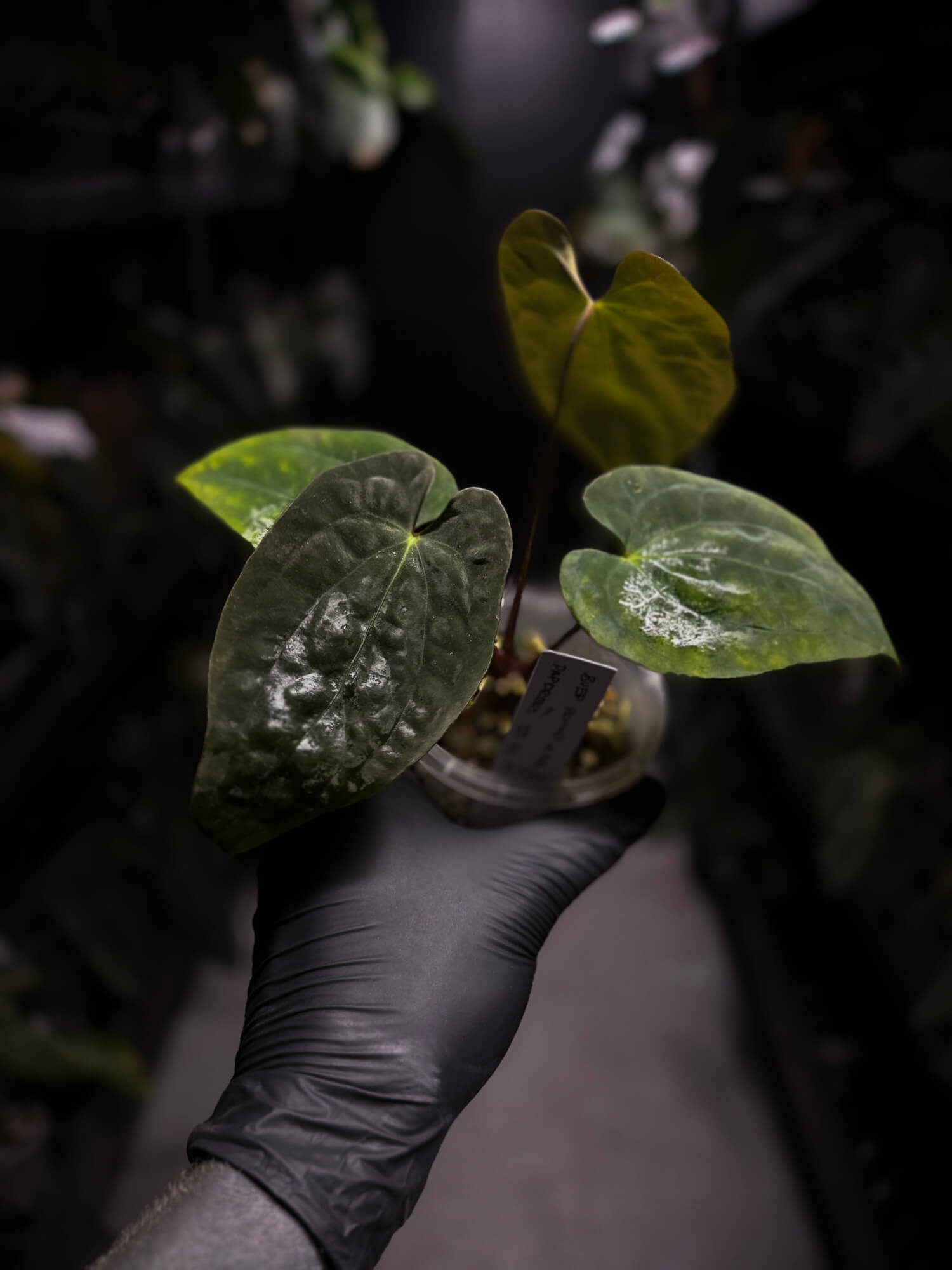 Anthurium antolakii / 'BVEP' x (pap x dress 'JS')