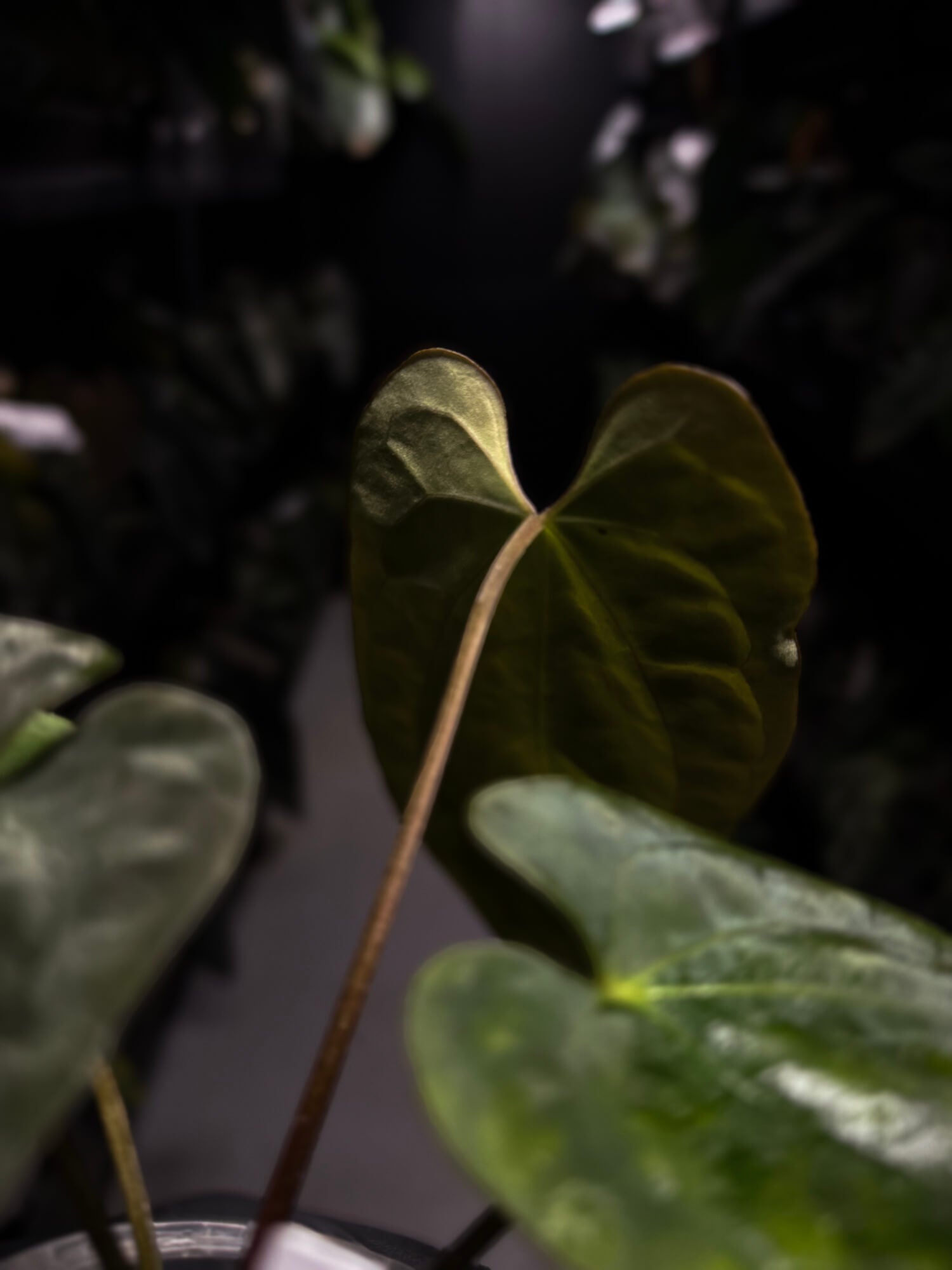 Anthurium antolakii / 'BVEP' x (pap x dress 'JS')