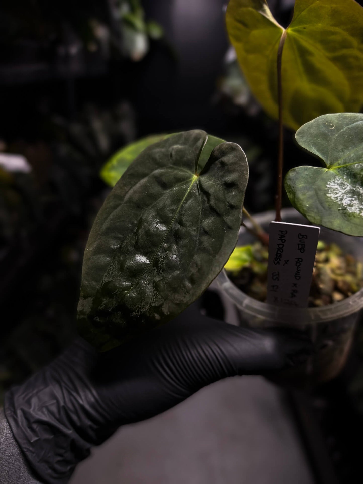 Anthurium antolakii / 'BVEP' x (pap x dress 'JS')