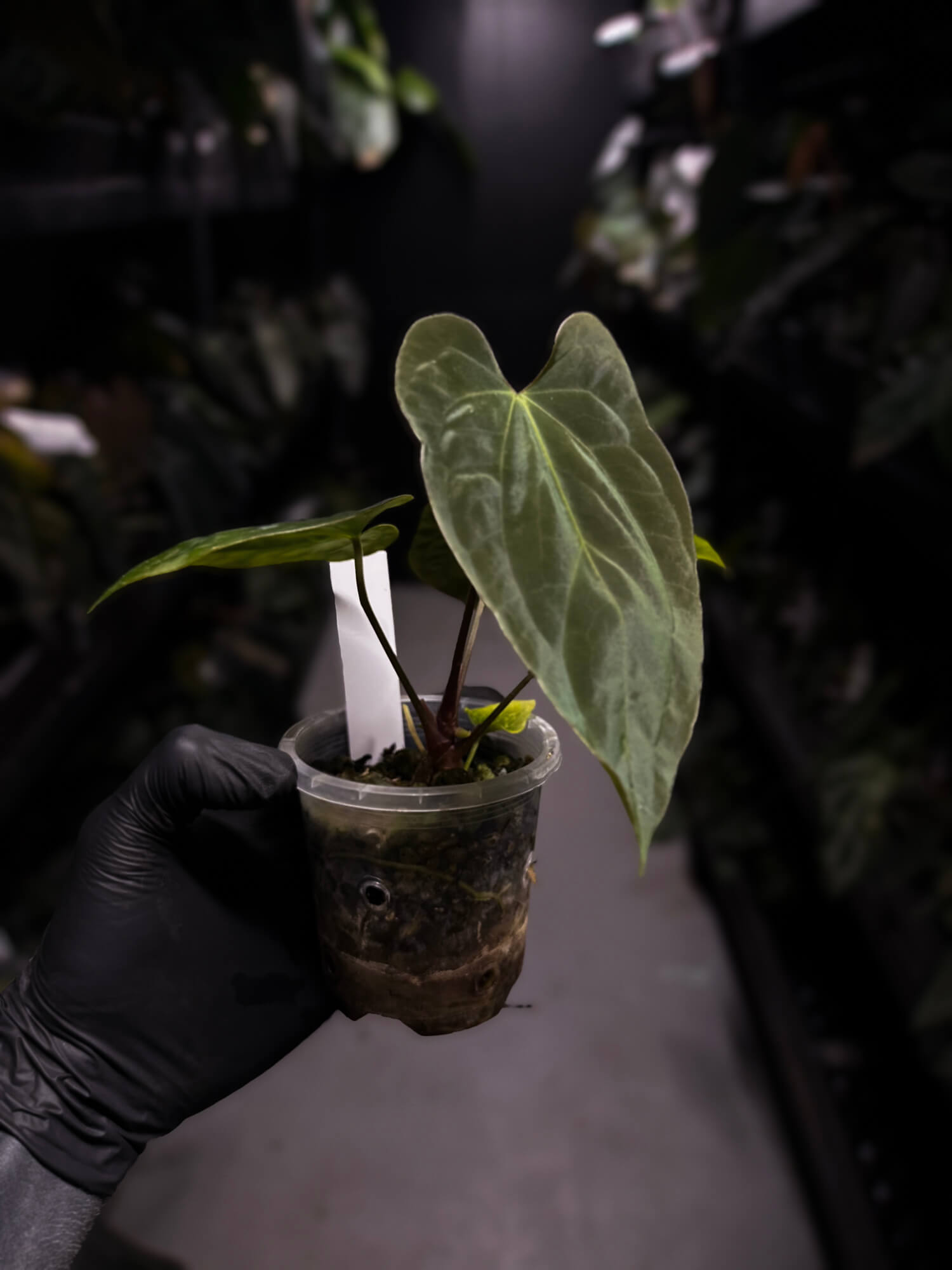 Anthurium antolakii / 'BVEP' x (pap x dress 'JS')